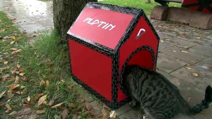 Kadıköy'de sokak hayvanları için barınma ve besleme çalışması yapıldı