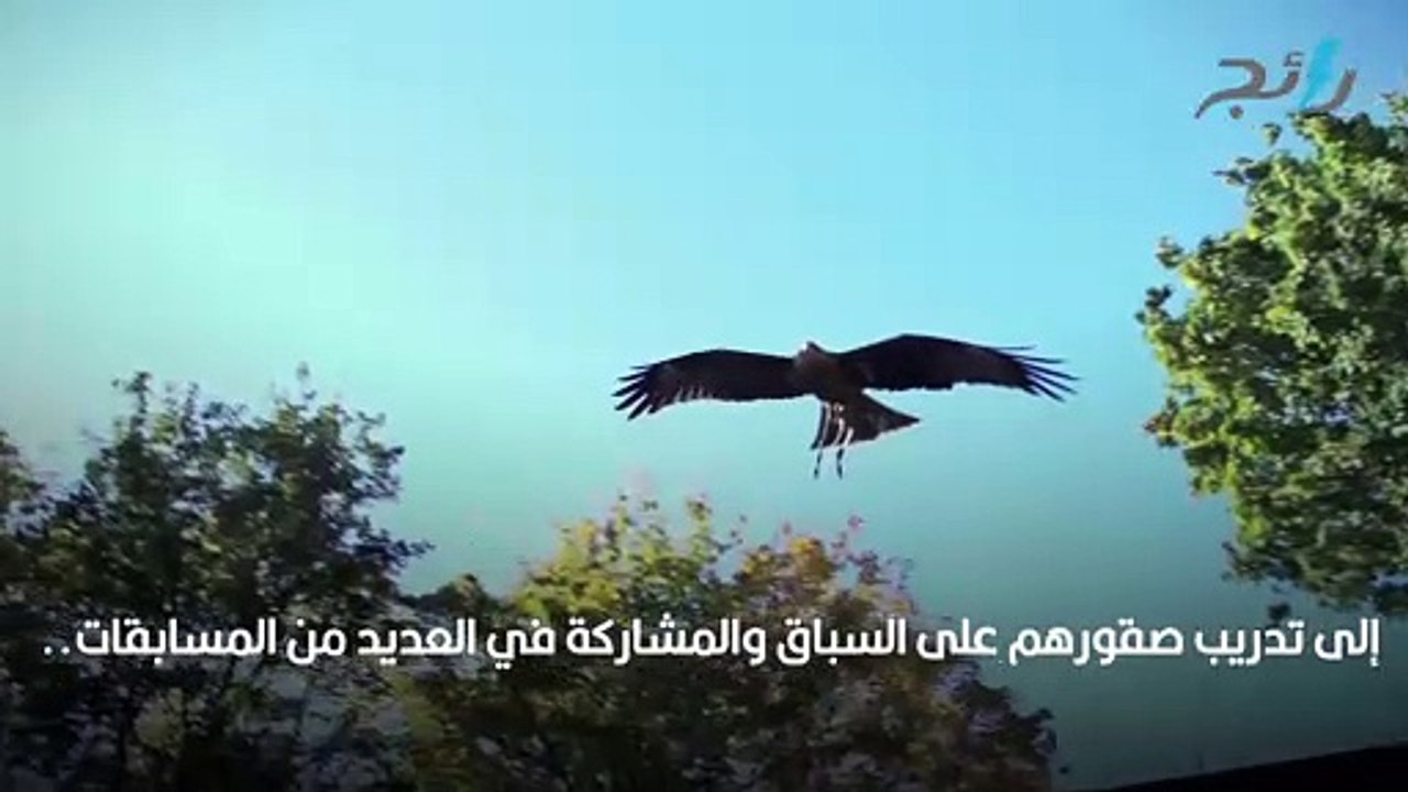 أغلى صقر في العالم