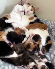 The cutest sleeping kittens 