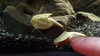 ظهور مخلوقات ثلاثية العيون تعود لعصور ما قبل التاريخ