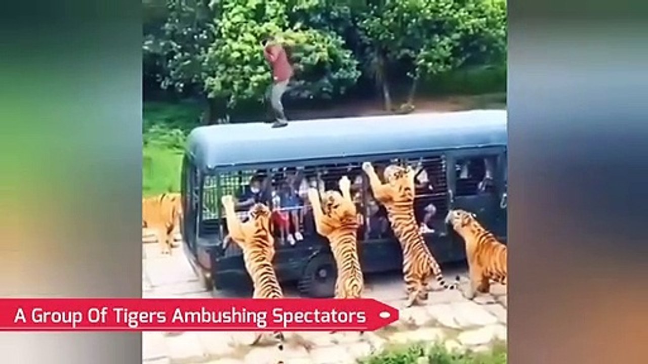 Animal_Attacking_People_Compilation_2021