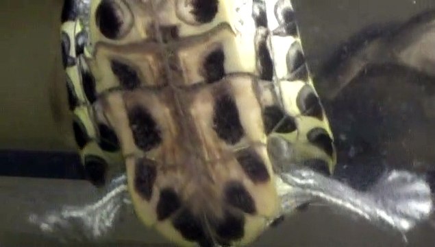 【Lamu chan】3579【ラムちゃん】