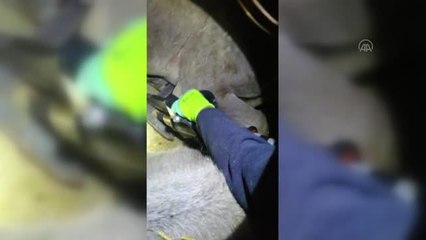 Son dakika haberi! Kamyon kasasında sıkışan hayvanları itfaiye kurtardı