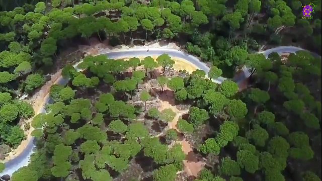 15 Minute Meditation Music for Stress-Relief | Forest | Landscape | Relaxation | Study | Sleep | Focus | Concentration | Soothing | Healing | Serene | Calming | Joyful