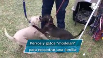 Por pandemia de Covid-19, aumentó abandono de perros y gatos en Naucalpan