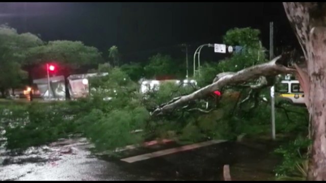 Arvore fica caída em via pública em frente ao UPA Tancredo em Cascavel