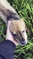 Motorcycle Rider Finds Lost Dog on a Busy Highway