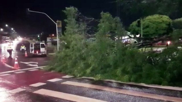Arvore fica caída em via pública em frente ao UPA Tancredo em Cascavel