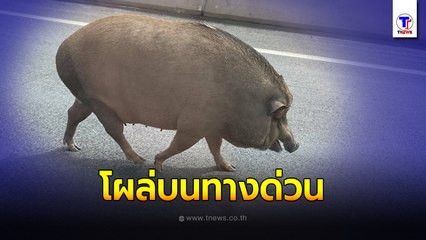 มายังไง? "หมูป่า" โผล่บนทางด่วนแจ้งวัฒนะ ผู้ขับขี่หวั่นน้องไม่รอด