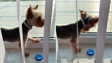 ''So long, dear pup' - cute dog tries to play with a fly'