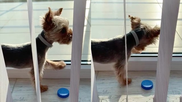 ''So long, dear pup' - cute dog tries to play with a fly'