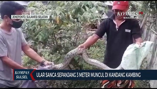 Ular Sanca Sepanjang Tiga Meter Muncul Dikandang Kambing