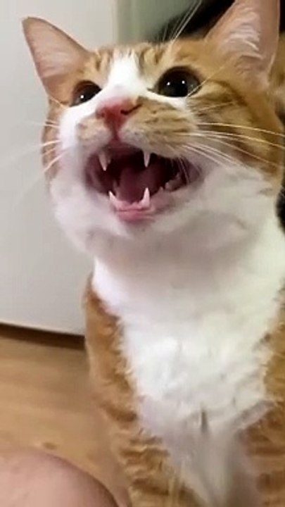 His laugh he is up to something