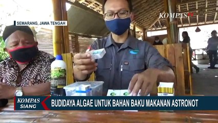 Budidaya Algae Untuk Bahan Baku Makanan Astronot