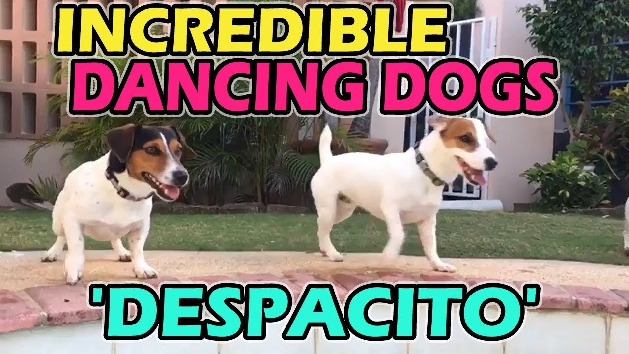 'SUPER TALENTED Jack Russell Terriers dancing to 'DESPACITO''