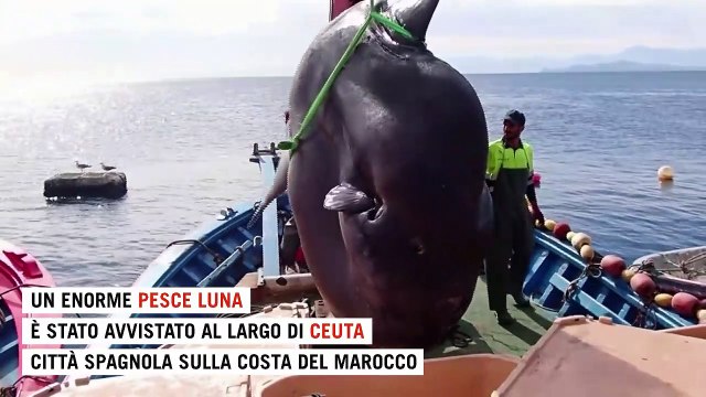Enorme pesce luna pescato (e liberato) vicino allo stretto di Gibilterra: Pesava due tonnellate