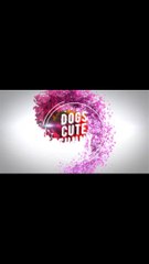 funny Dog Videos 2020  It's Time To Laugh With Dog's Life #Shorts