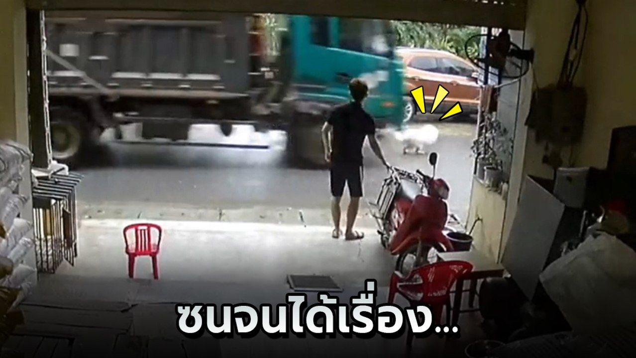 หมา 9 ชีวิต ตัดหน้ารถบรรทุก ใครเห็นก็คิดว่าตาย...