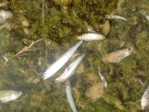 GÖLLERDE 'ÇÜRÜME' FELAKETİ