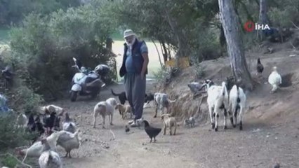 Sultangazi'de 22 yıldır ormanda yaşayan vatandaş: "İSKİ bana buradan çık diyor"
