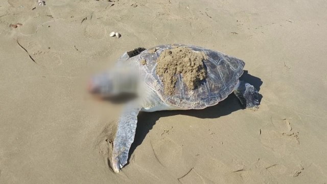 포항서 멸종위기종 푸른바다거북 숨진 채 발견 / YTN