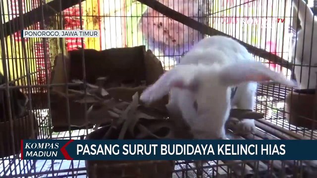 Pasang Surut Budidaya Kelinci Hias