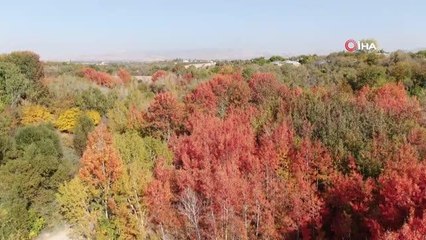 Elazığ'da sonbaharda rengarenk olan ağaçlar havadan görüntülendi