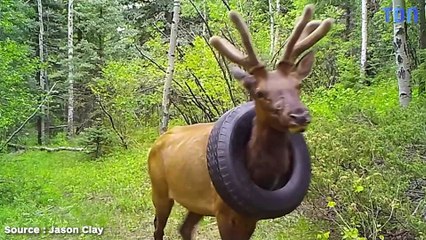 Ce wapiti vivait avec un pneu coincé autour du cou depuis deux ans: l’animal a enfin été libéré