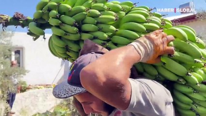 Muz üreticileri, "dal ve raf" arasındaki fiyat farkından şikayetçi