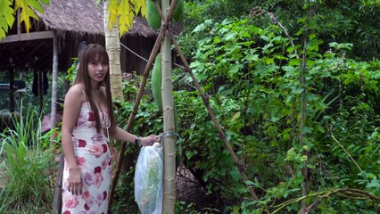 Fresh papaya in my homeland - Fresh fruit