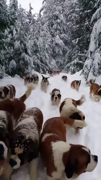 Dogs loves playing on snow, #Tibetian mastiff #petsTv