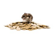 Hamster Coin (HAM) nedir? Hamstercoin ne kadar? Hamster Coin kaç TL, yükseliyor mu? Hamstercoin grafiği!