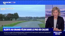 D'où vient ce gros félin qui se balade dans le Pas-de-Calais ? BFMTV répond à vos questions