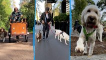 Avec 2 ou à 50 chiens, le boom du « Dog walking » à Paris