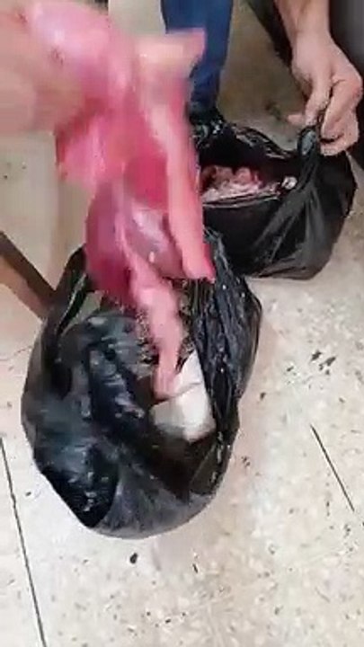 الجمارك تحبط محاولة تهريب "سلاحف" في مركز جمرك...