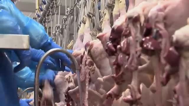 Nuevo eslabón en la cadena de desabastecimiento británica: las granjas de pollos