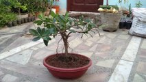 Ficus Microcarpa Bonsai - Grown From Air Layering