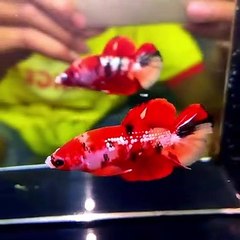 IKAN CUPANG TERMAHAL IKAN CUPANG SULTAN