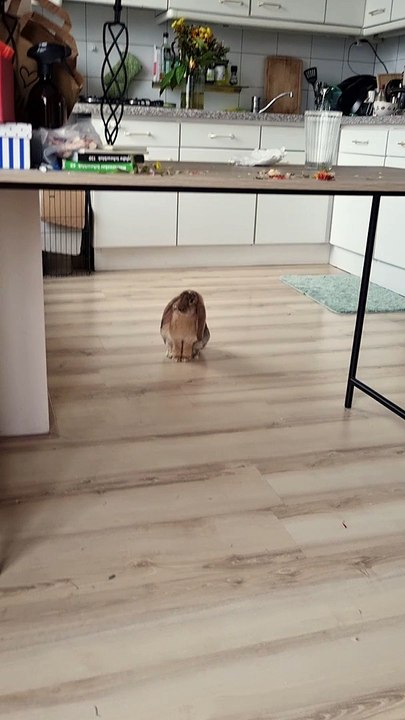 Havoc After Bunny Hops