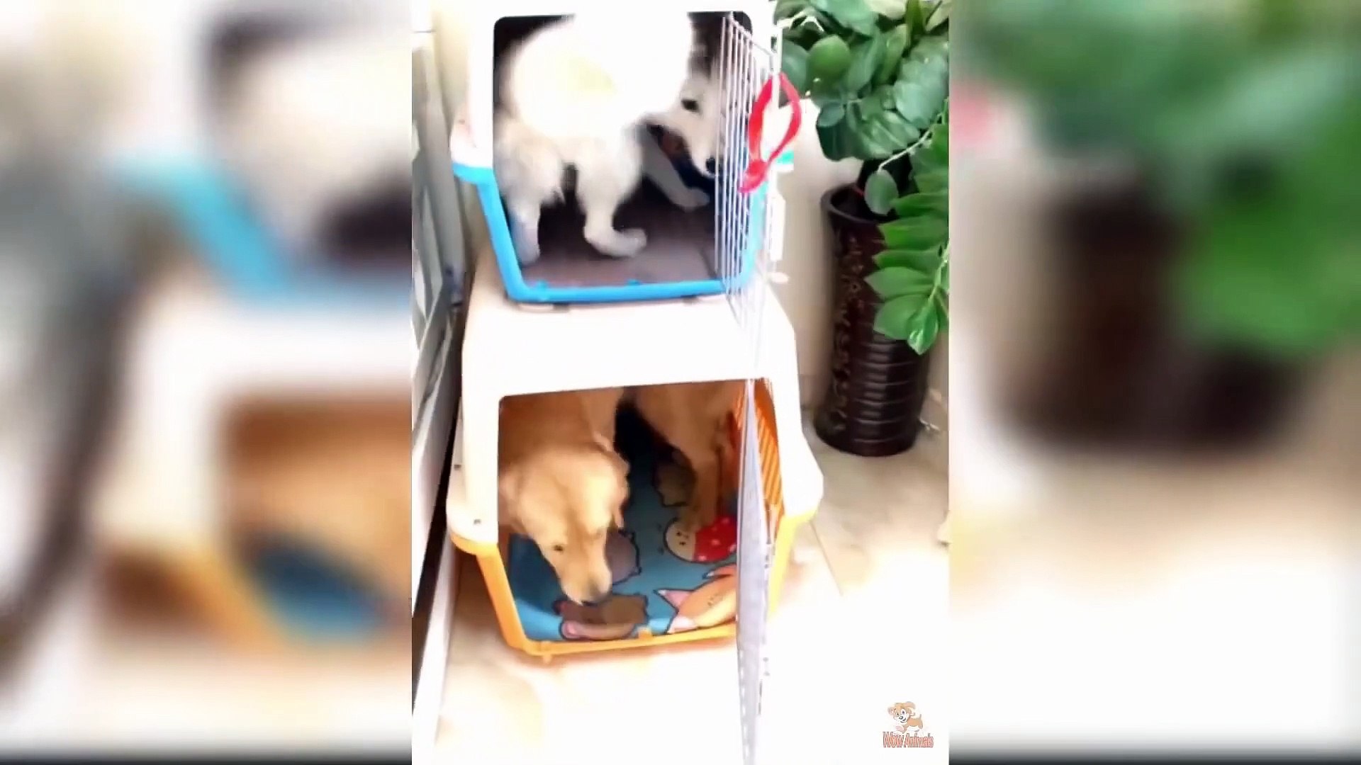 ⁣Dog Reaction to Dog Cake - Funny Dog Cake Reaction Compilation