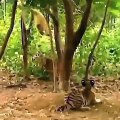 قرد مشاغب قرر إغاظة النمور بطريقة طريفة في فيديو مضحك