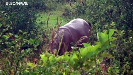 Flusspferdplage: Escobars Haustiere werden unfruchtbar gemacht