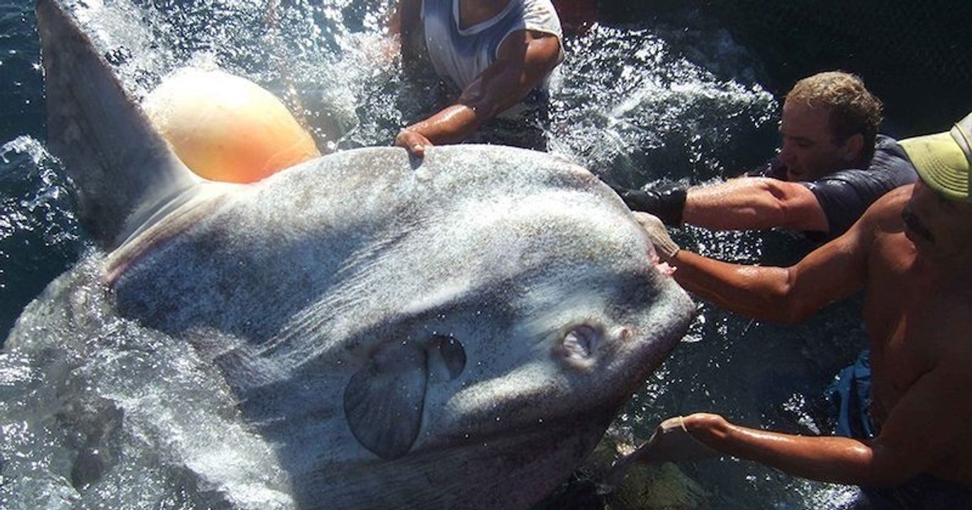 Au Maroc, des pêcheurs attrapent accidentellement un poisson-lune de plus...de 1000 kg !