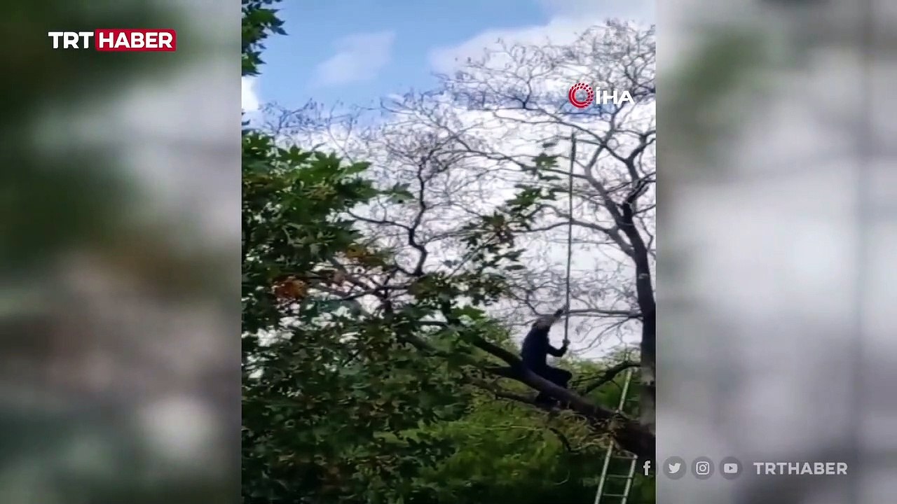 Dallara takılan güvercini itfaiye ekipleri kurtardı