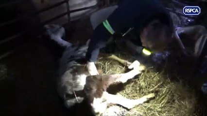 More than 200 animals were kept in vile conditions in the "UK’s biggest rescue mission"