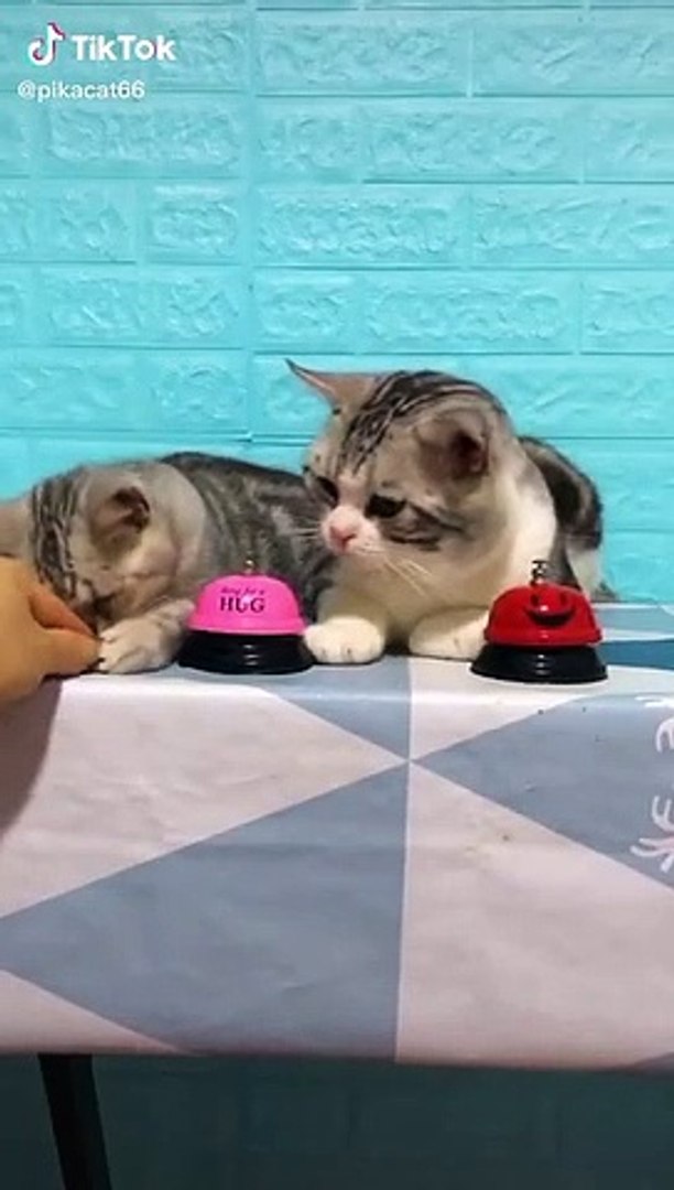 ⁣Lovely Cat, black cat, cats, funny cats, funny cat videos 1315