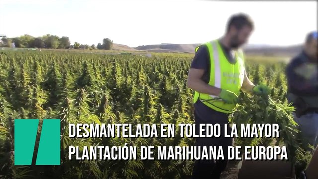 Desmantelada en Toledo la mayor plantación de Europa