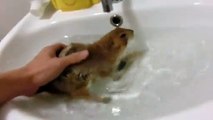 Pet prairie dog takes a bath