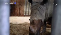 حديقة حيوانات فرنسية تحتفي بولادة وحيد قرن جديد