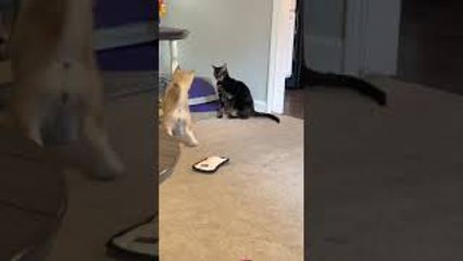 Hazelnut the Husky Meets Cat